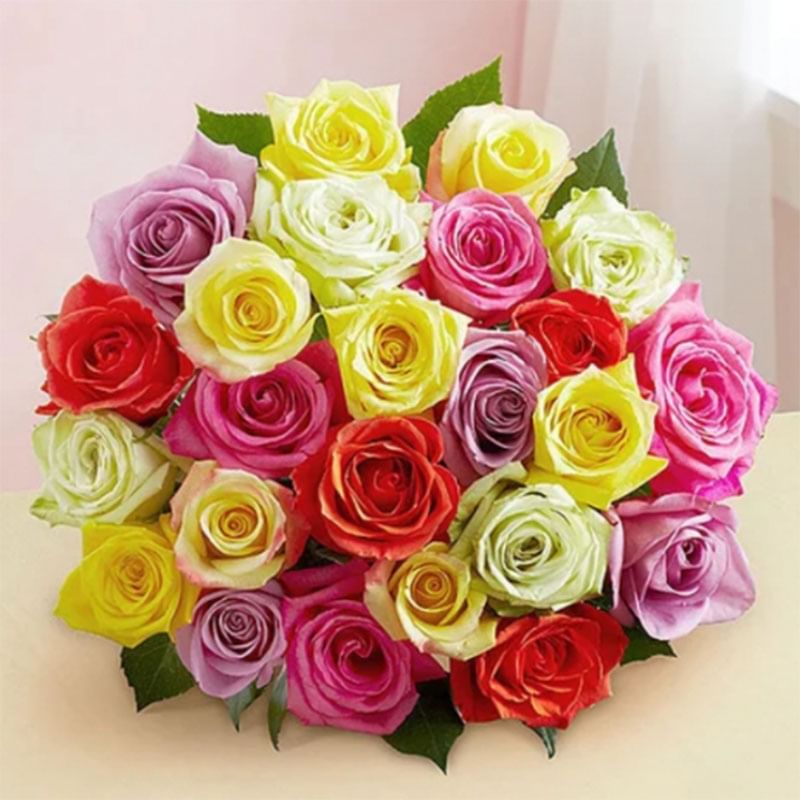 Colourful Roses