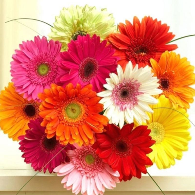 Gerbera Bunch
