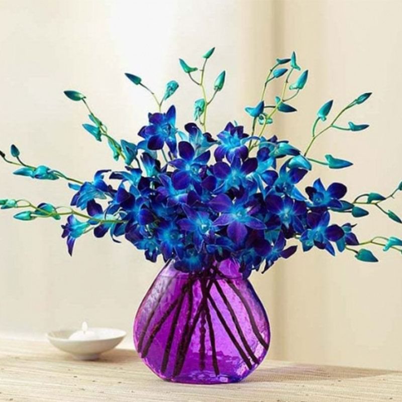 Ocean Breeze Orchid Arrangement