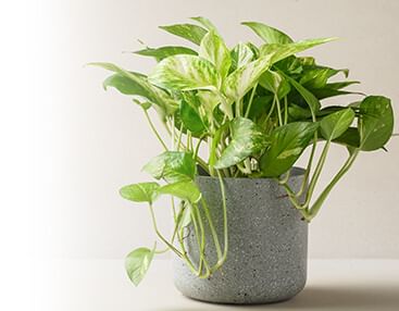 Plant Paradise