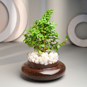 Jade Plant Gifts for Women's Day