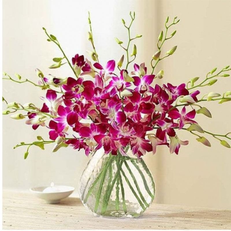 Purple Orchid Persence